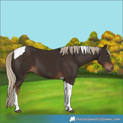 Horse Color:Liver Chestnut Tobiano 