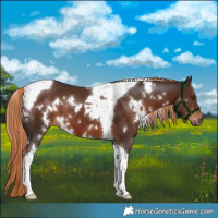 Horse Color:White Spotted Liver Chestnut Tobiano 