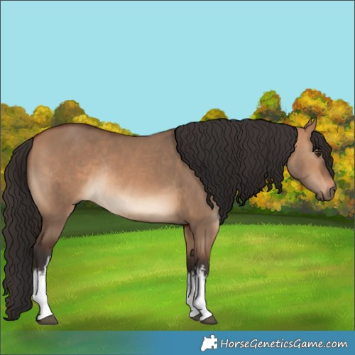 Horse Color:White Spotted Bay Dun Rabicano 