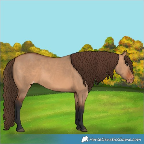 Horse Color:Bay Dun Appaloosa Rabicano 