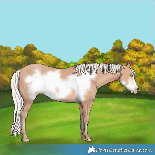 Horse Color:Silver Amber Champagne Frame