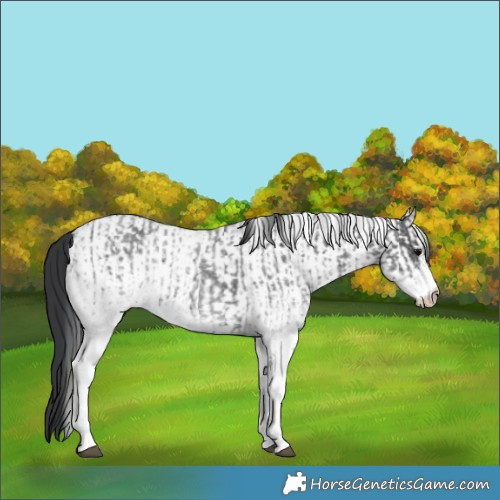Horse Color:White Spotted Blue Roan Rabicano and White Spotted Blue Roan Rabicano