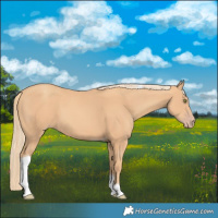 Horse Color:Gold Champagne Tobiano 