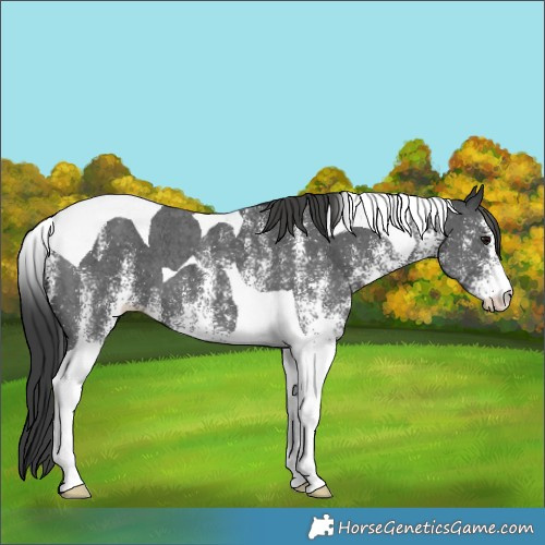 Horse Color:White Spotted Black Tobiano 