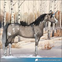 Horse Color:White Spotted Brown Dun Splash Rabicano 