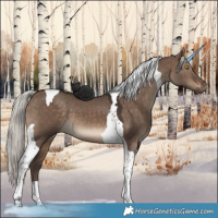 Horse Color:Silver Brown Dun Tobiano