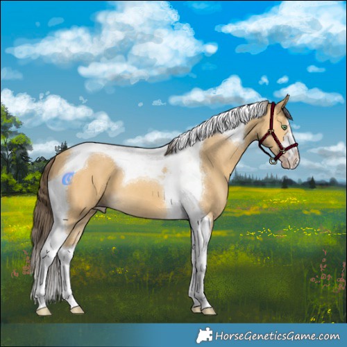 Horse Color:Amber Cream Champagne Tobiano 