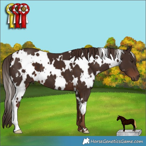 Horse Color:White Spotted Liver Chestnut 