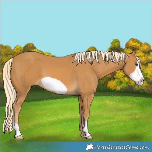 Horse Color:Palomino Frame 