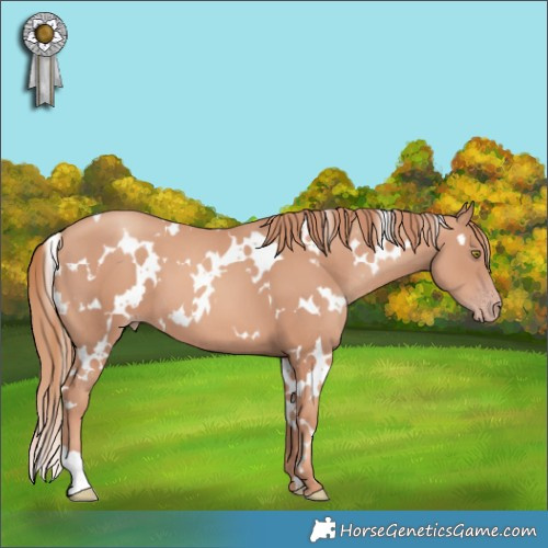Horse Color:White Spotted Gold Champagne 