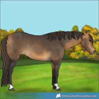 Horse Color:Buckskin Rabicano 