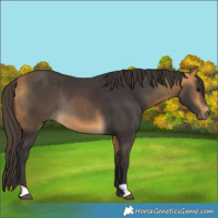 Horse Color:Buckskin Rabicano 