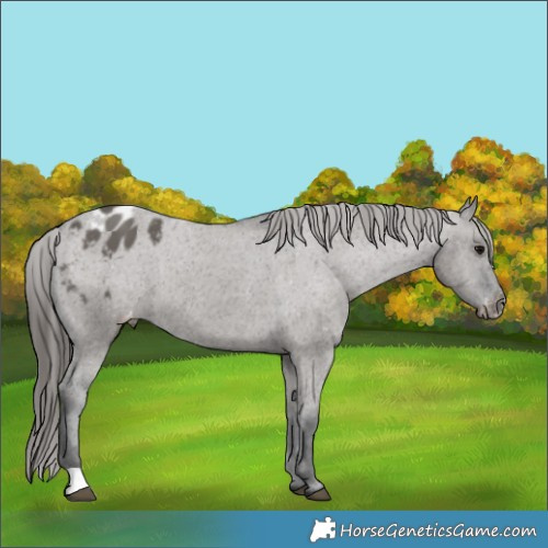 Horse Color:Grullo Mushroom Varnish 