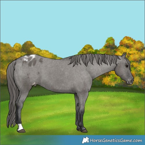 Horse Color:Grullo Mushroom Appaloosa