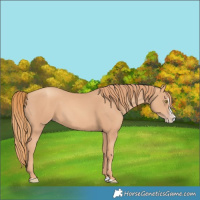 Horse Color:Gold Champagne Splash 