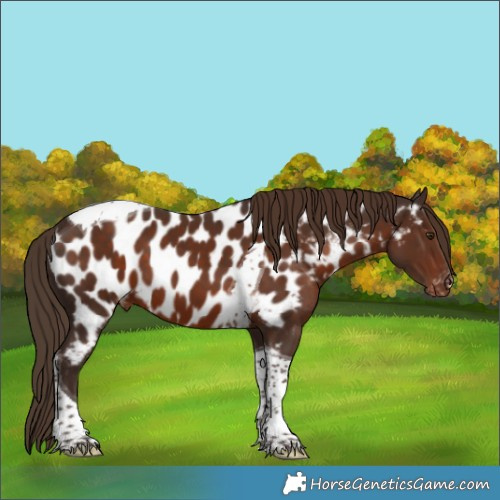 Horse Color:Liver Chestnut Tobiano Appaloosa 