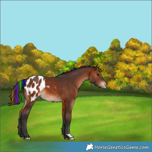 Horse Color:Painted Brown Appaloosa 