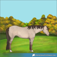 Horse Color:Amber Champagne Dun 