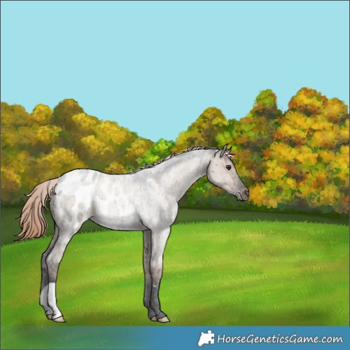 Horse Color:Liver Red Dun Roan Appaloosa Brindle 