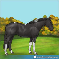 Horse Color:Smoky Black Tobiano 