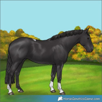 Horse Color:Smoky Black Tobiano 