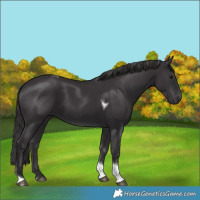 Horse Color:Smoky Black Tobiano 