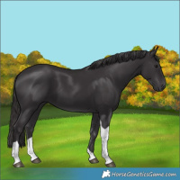 Horse Color:Smoky Black Tobiano 