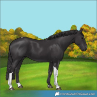 Horse Color:Smoky Black Tobiano 