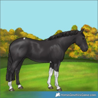 Horse Color:Smoky Black Tobiano 