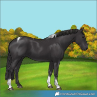 Horse Color:Smoky Black Tobiano 