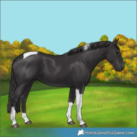 Horse Color:Smoky Black Tobiano 