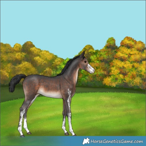Horse Color:Brown Sabino 