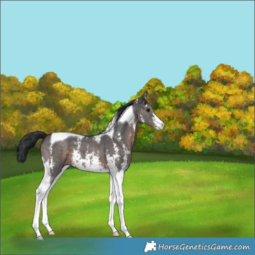 Horse Color:Brown Mushroom Sabino Tobiano 