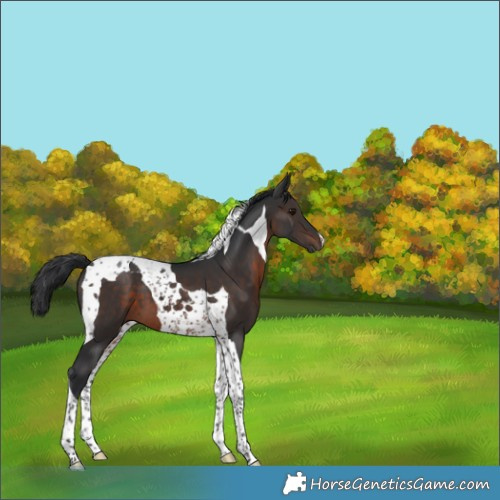 Horse Color:Brown Tobiano 