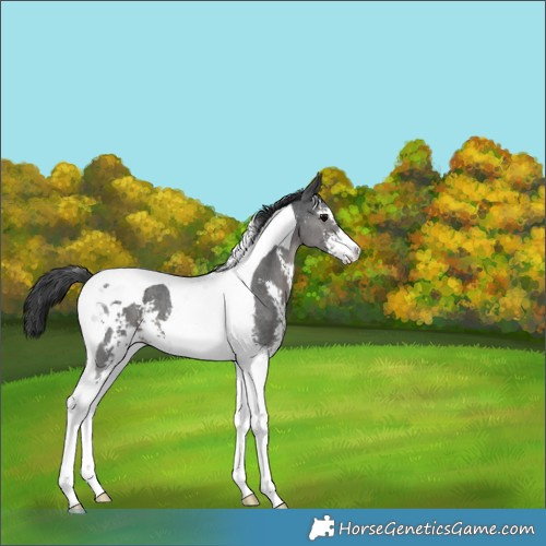 Horse Color:Black Sabino Tobiano 