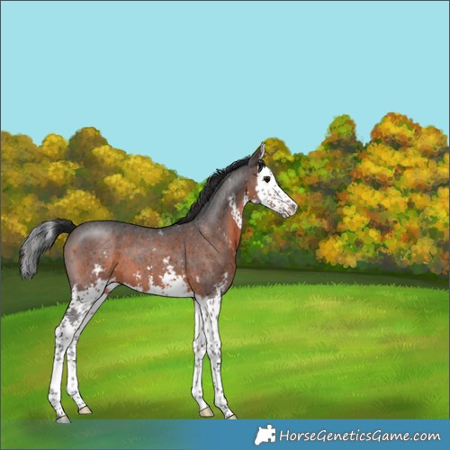 Horse Color:Brown Sabino Splash Appaloosa 