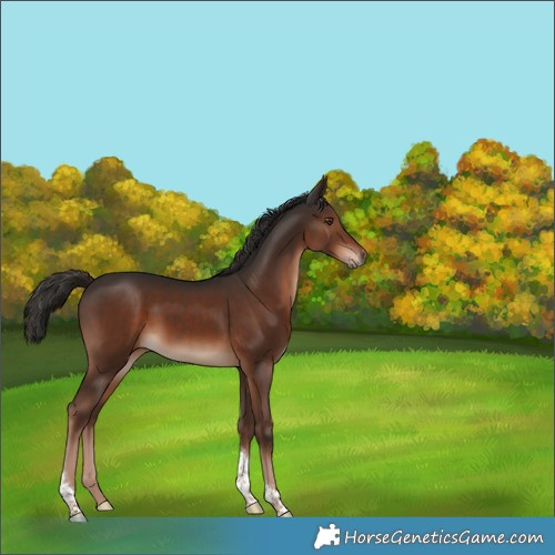 Horse Color:Liver Chestnut Tobiano 