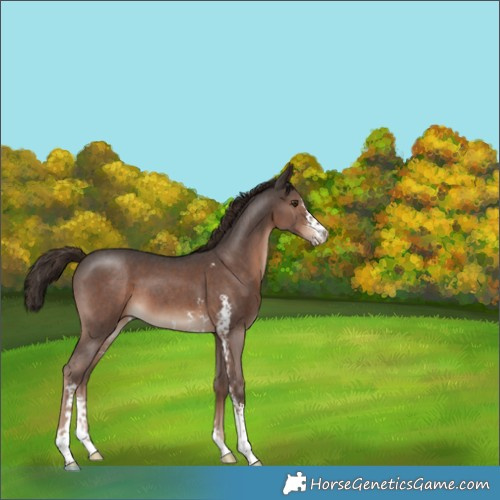 Horse Color:Liver Chestnut Sabino 