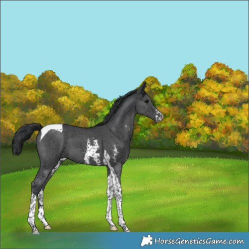 Horse Color:Black Sabino Tobiano 