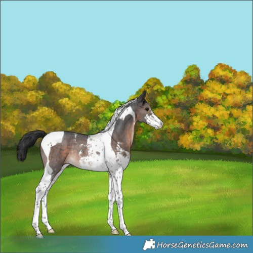 Horse Color:Brown Sabino Tobiano Rabicano 