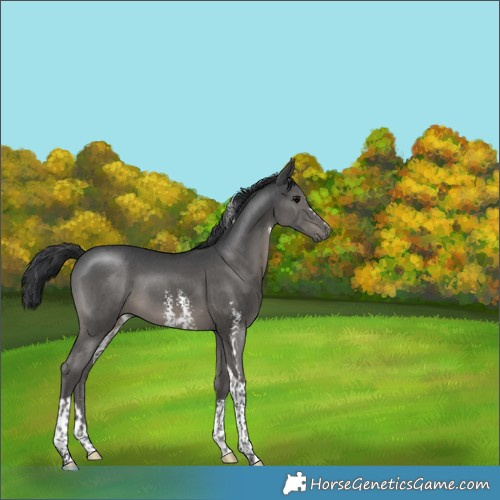 Horse Color:Black Sabino Tobiano 