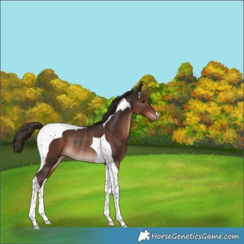 Horse Color:Liver Chestnut Tobiano Rabicano 
