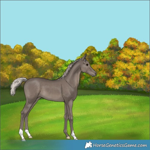 Horse Color:Silver Black 