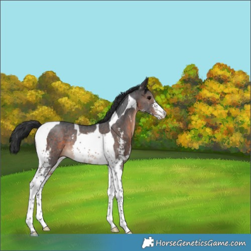 Horse Color:Brown Sabino Tobiano Appaloosa Rabicano 
