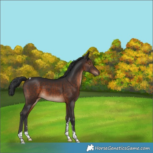 Horse Color:Brown Sabino Tobiano 