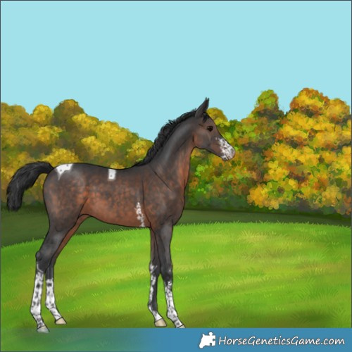 Horse Color:Brown Sabino Tobiano Appaloosa 