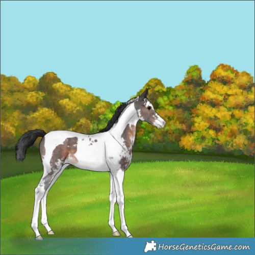 Horse Color:Brown Sabino Tobiano 