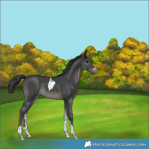 Horse Color:Black Sabino Tobiano Rabicano 