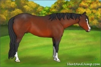 Horse Color:Bay Sabino