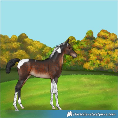 Horse Color:Brown Tobiano 